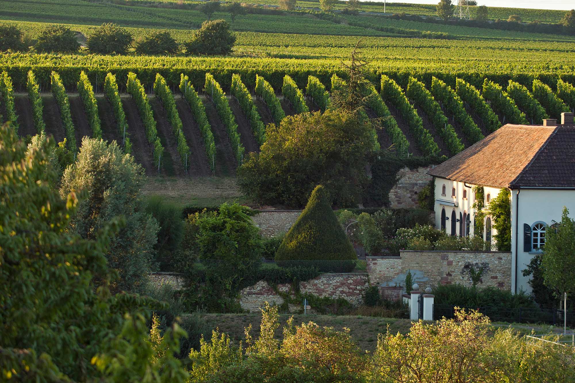 Weingut Knipser